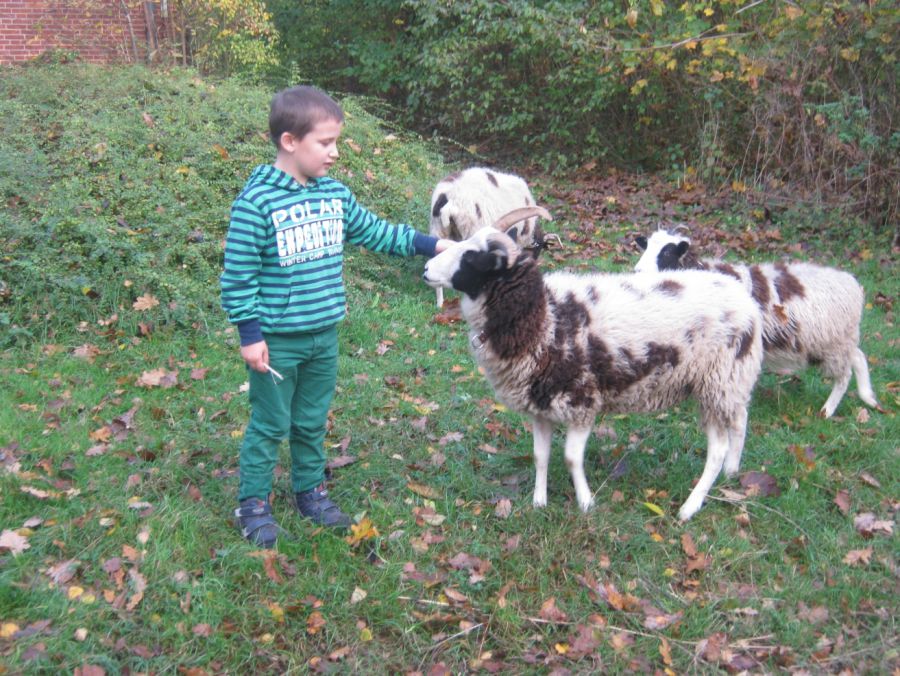 tl_files/bauspielplatz/content/geschichtserlebnisraum-galerie/Schafe SRH (1).JPG